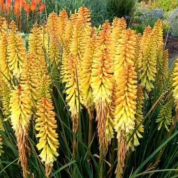 Kniphofia (Red Hot Poker) - Popsicle&trade; ''Pineapple''