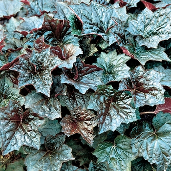 Heuchera americana - 'Palace Purple' Coral Bells