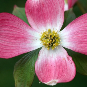 Cornus florida var. rubra - Dogwood