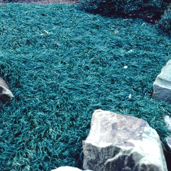 Ophiopogon japonicus - 'Nana' Dwarf Mondo Grass