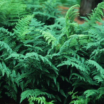 Athyrium filix-femina - Common Wood Fern