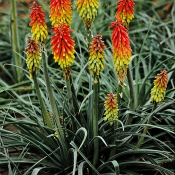 Kniphofia hirsuta - ''Fire Dance'' Red Hot Poker