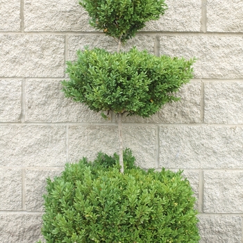 Buxus - Topiary Boxwood