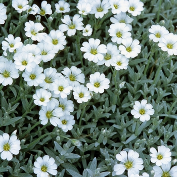 Cerastium tomentosum - Snow in Summer