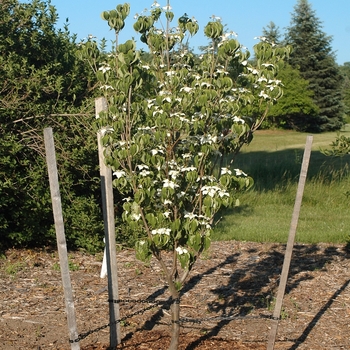 Cornus kousa - 'Galilean&trade;' Kousa Dogwood