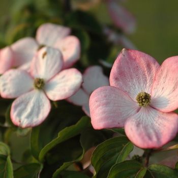 Cornus kousa - 'Schmred' Heart Throb&reg; Kousa Dogwood