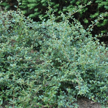 Cotoneaster dammeri - 'Royal Beauty' Royal Beauty Cotoneaster