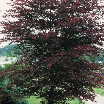 Fagus sylvatica - 'Tricolor' Tricolor Beech