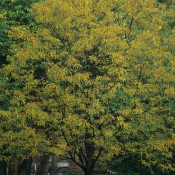 Gleditsia triacanthos var. inermis - 'Imperial&reg;' Honeylocust