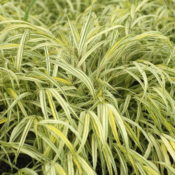 Hakonechloa macra - 'Aureola' Hakon grass