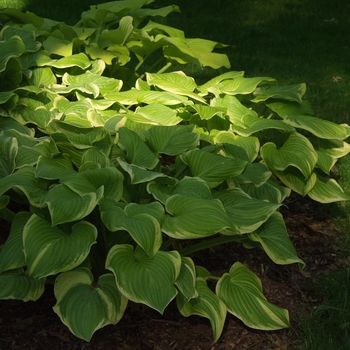Hosta - 'Fragrant Bouquet' Hosta, Plantain Lily