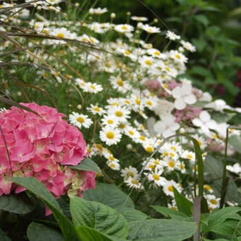 Hydrangea macrophylla - 'Pink Beauty' Bigleaf Hydrangea