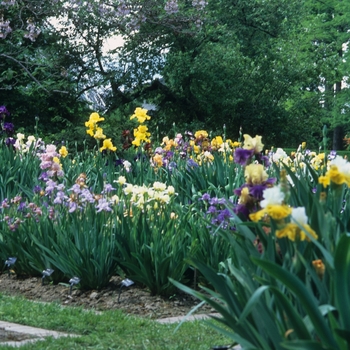 Iris - Assorted Iris