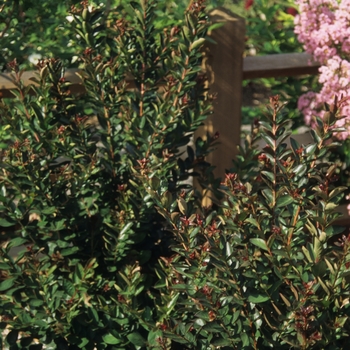 Lagerstroemia indica - 'Raspberry Sundae&reg;' Crapemyrtle