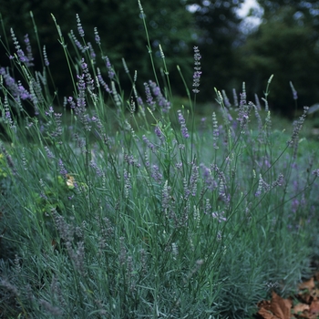 Lavandula x intermedia - 'Provence' Provence French Lavender