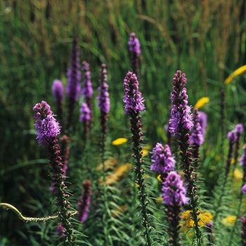 Liatris spicata - Gayfeather