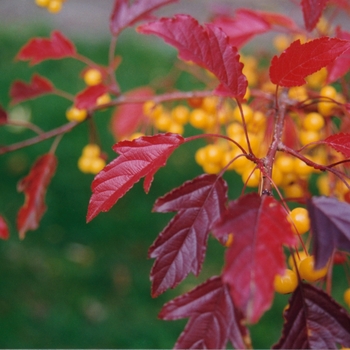 Malus - 'Golden Raindrops&reg;' Crabapple