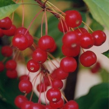 Malus - 'Red Jewel&trade;' Crabapple