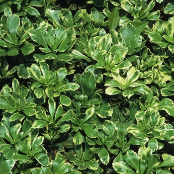 Pachysandra terminalis - 'Silver Edge' 