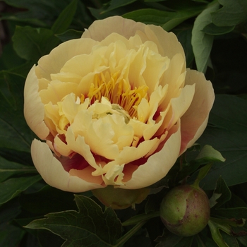 Paeonia - 'Prairie Charm' Prairie Charm Itoh Peony