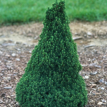 Picea glauca - 'Jean's Dilly&reg;' Dwarf Alberta Spruce
