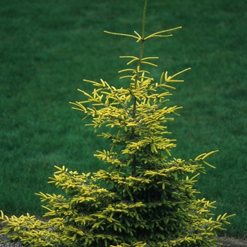 Picea orientalis - 'Skylands' Caucasian Spruce