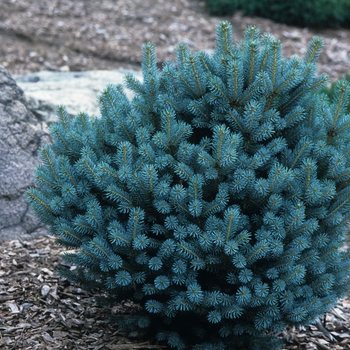 Picea pungens - 'Mrs. Cesarini' Blue Spruce
