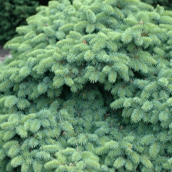 Picea pungens - 'Mrs. Cesarini' Blue Spruce