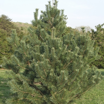 Pinus flexilis - 'Vanderwolf's Pyramid' Limber Pine