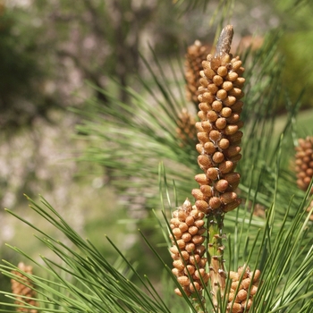 Pinus nigra - Austrian Pine