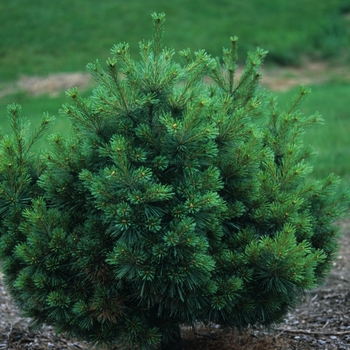 Pinus strobus - 'Nana' Dwarf White Pine