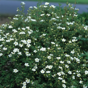 Potentilla fruticosa - 'Abbotswood'