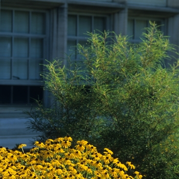 Rhamnus frangula - 'Asplenifolia' Fernleaf Buckthorn