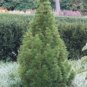 Sciadopitys verticillata - Japanese Umbrella Pine