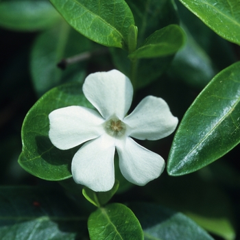 Vinca minor - 'Alba' Myrtle