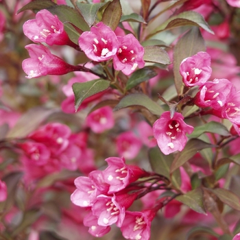 Weigela florida - Wine & Roses&reg;