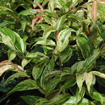 Leucothoe fontanesiana - 'Girard's Rainbow'