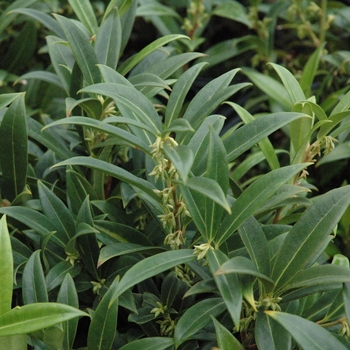 Sarcococca hookeriana var humilis - Himalayan Sweet Box