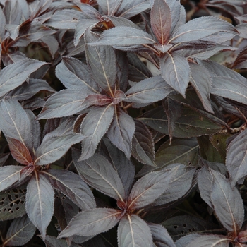 Weigela florida - Midnight Wine&reg;