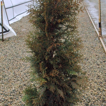 Thuja plicata - 'Steeplechase' Giant Arborvitae