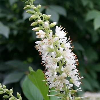 Clethra alnifolia - 'Sugartina&reg;' Summersweet