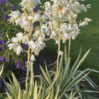 Yucca filamentosa - ''Color Guard'' Adam''s Needle
