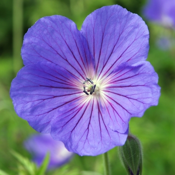 Geranium - 'Orion' Cranesbill