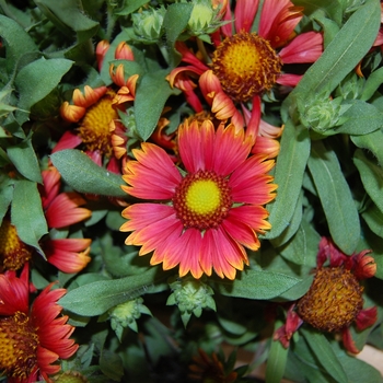 Gaillardia - 'Arizona Red Shades' Blanket Flower