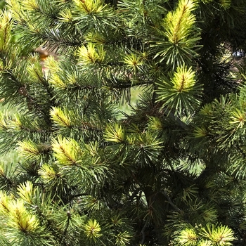 Pinus contorta - 'Taylor's Sunburst' Lodgepole Pine