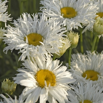 Leucanthemum x superbum - 'Crazy Daisy' Shasta Daisy