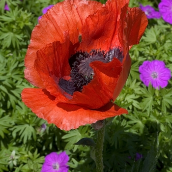 Papaver orientale - 'Brilliant' Poppy-Oriental
