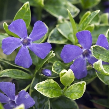 Vinca minor - 'Ralph Shugert' Periwinkle