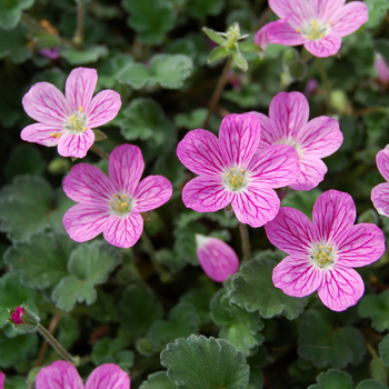 Erodium reichardii - 'Bishop's Form' Heron's-bill, Stork's Bill
