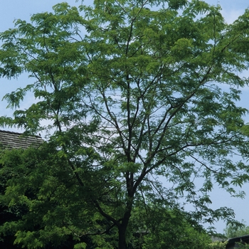 Gleditsia triacanthos var. inermis - 'Sunburst&reg;' Honeylocust
